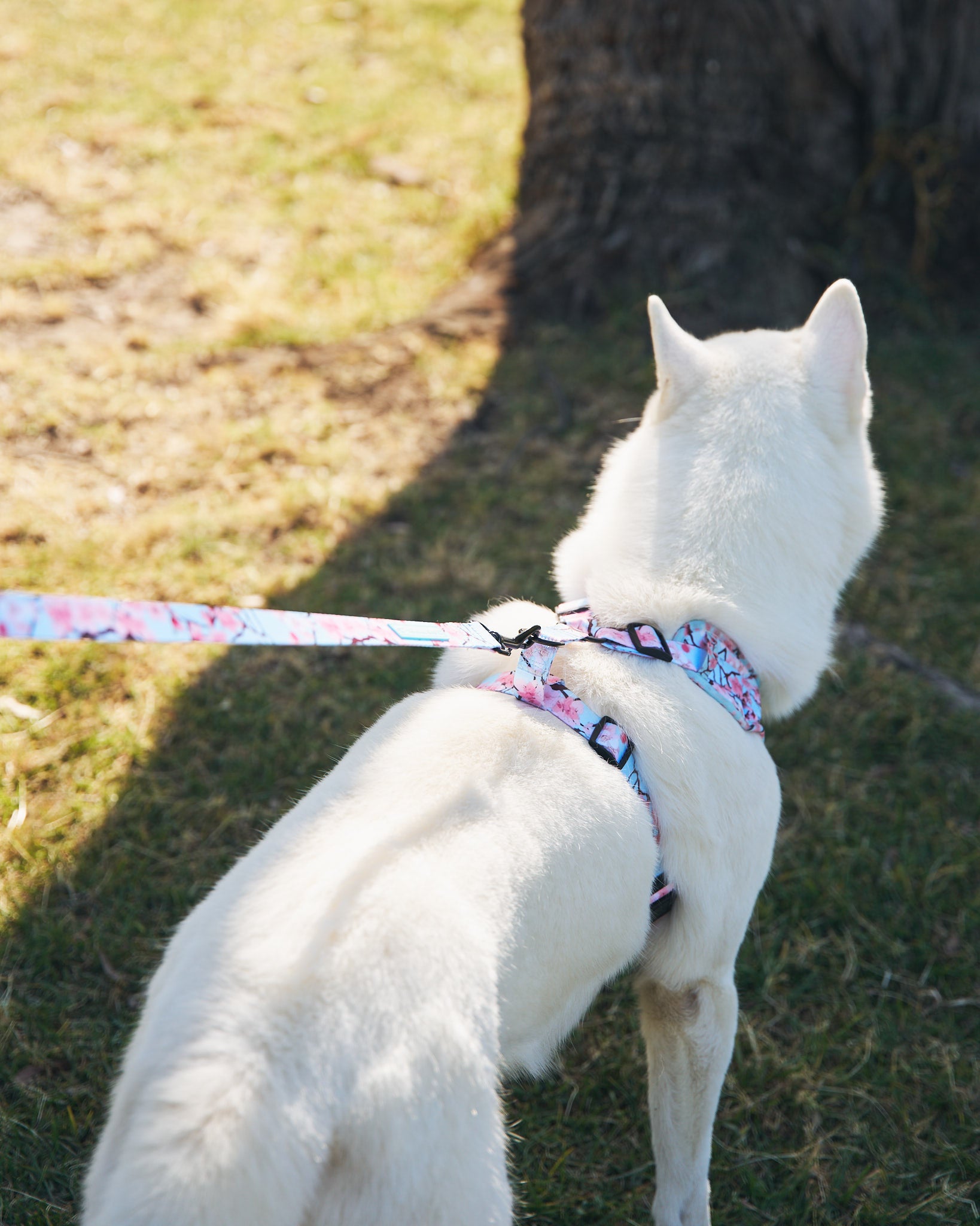 Leash ~ Cherry Me Away