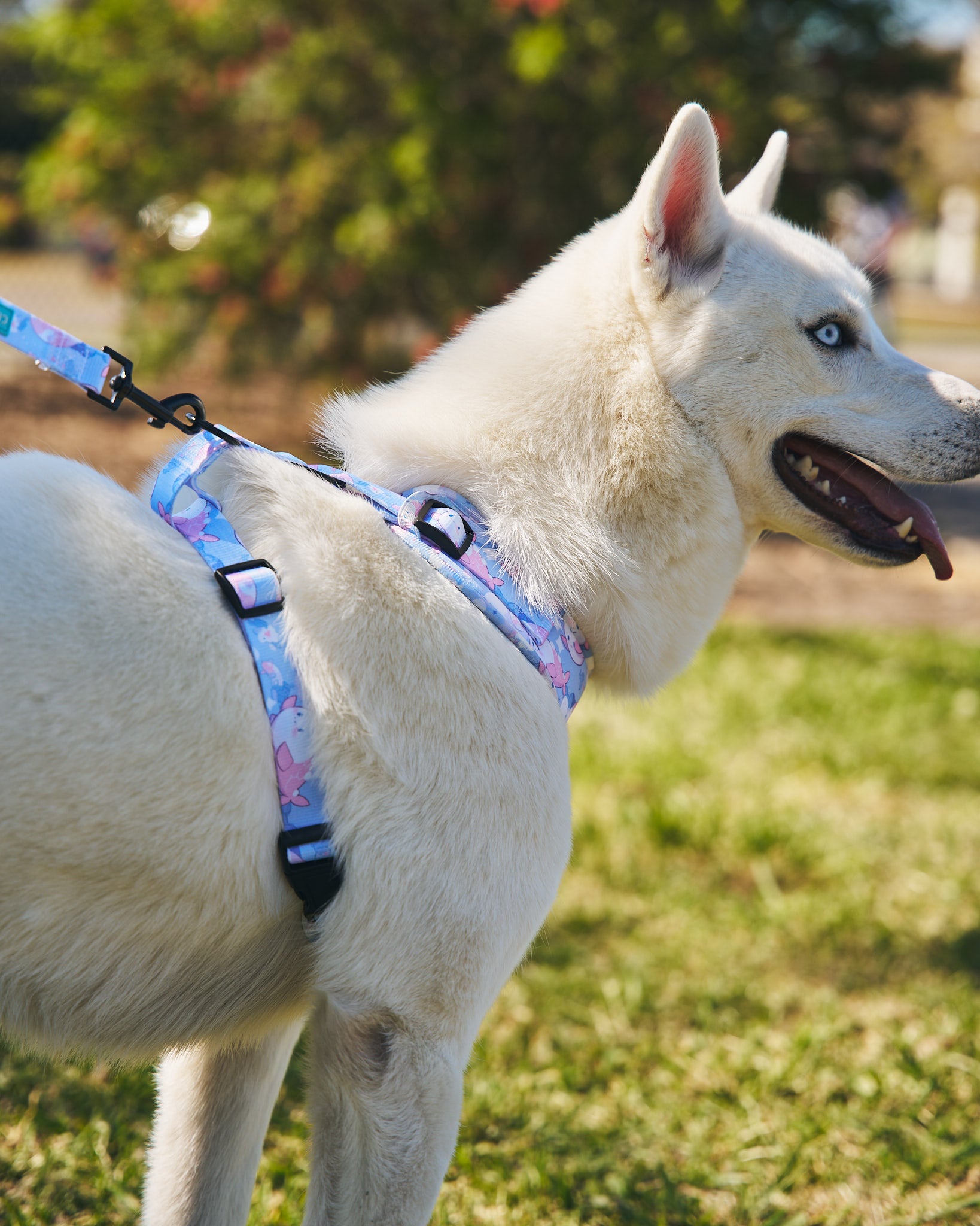 Harness & Leash Set ~ Whale Clouds