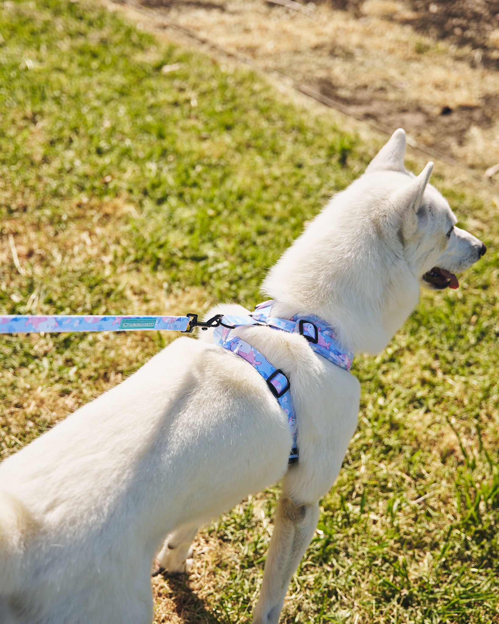 Harness & Leash Set ~ Whale Clouds