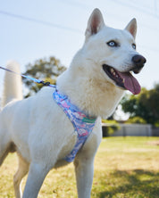 Harness & Leash Set ~ Whale Clouds