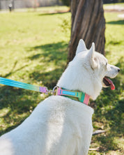 Tactical Collar & Leash Set ~ Collarful Combats