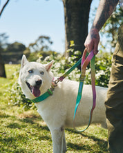 Tactical Collar & Leash Set ~ Collarful Combats