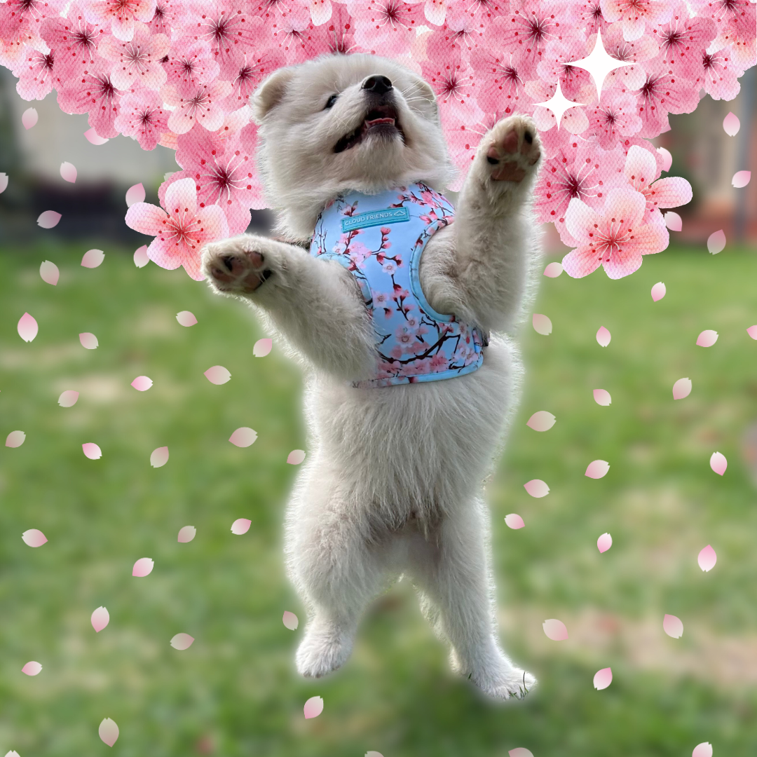 Copy_of_Squarespace_SparkleLuxe_-_Collections_3.png